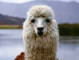 Alpacas of Ecuador’s Andes