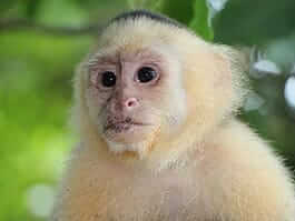 Monkeys of Ecuador’s Pacific coastal region