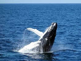 Whale watching off Ecuador’s Pacific coast
